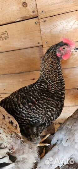 Молодые петушки