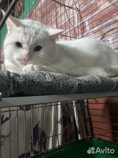 Спасенный от смерти на улице кот Оскар (7 лет)