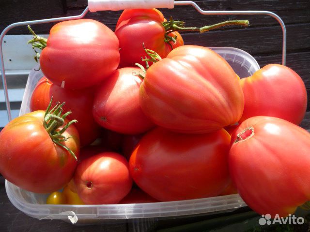 Семена томатов