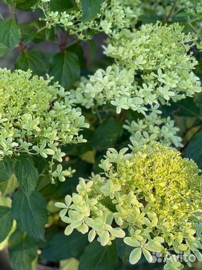 Гортензия метельчатая Royal Flower/Роял Фловер