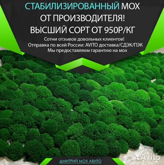 Стабилизированный мох ягель для панно
