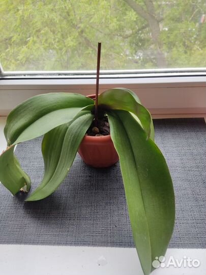 Разные комнатные цветы