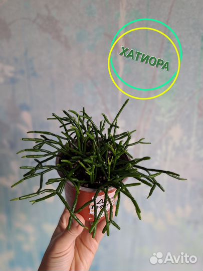 Суккулент Хатиора Hatiora Домашние комнатные цветы