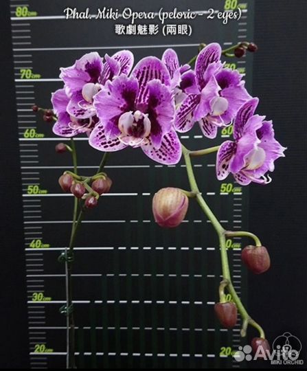Орхидея Phal. Miki Opera