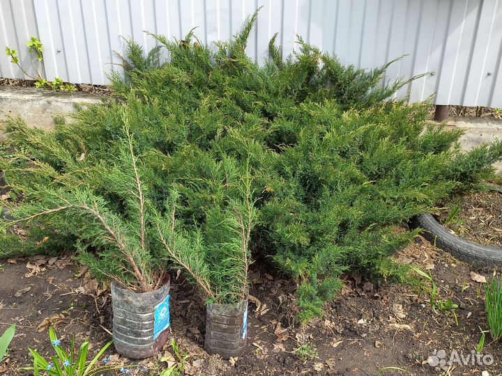 Можжевельник стелющийся