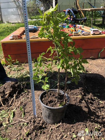 Саженцы ремонтантной малины