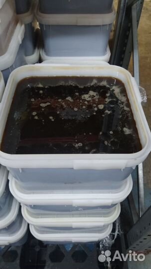 Мёд оптом свежий лесной