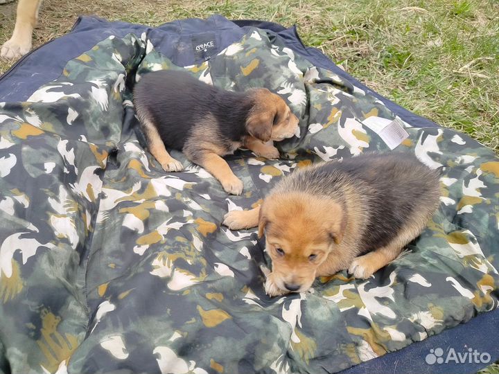 Щенки русской гончей