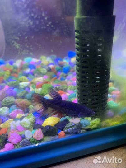 Аквариум с рыбками
