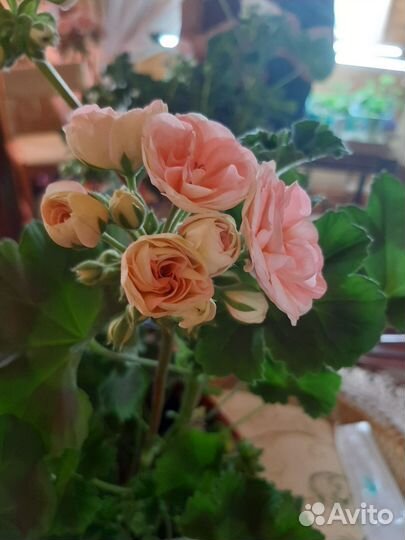 Пеларгония сортовая