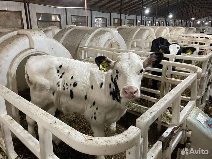 Бычки и тёлки