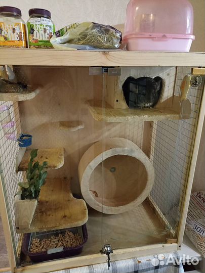 Шиншилла с витриной