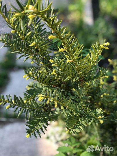 Тис ягодный, хвойники