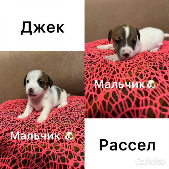 Щенок джек рассел