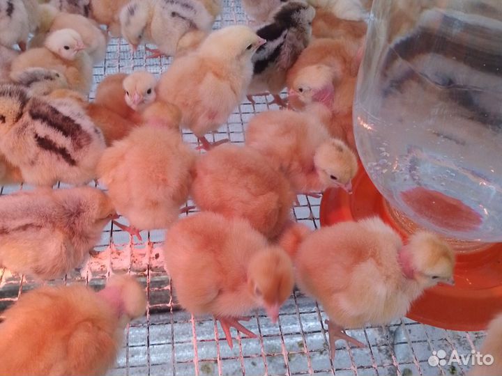 Цыплята бройлеры