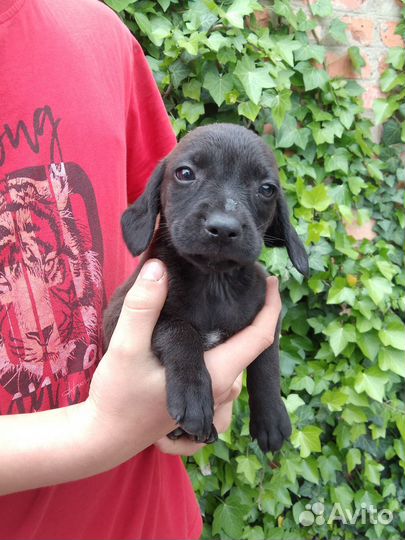 Щенки в добрые руки