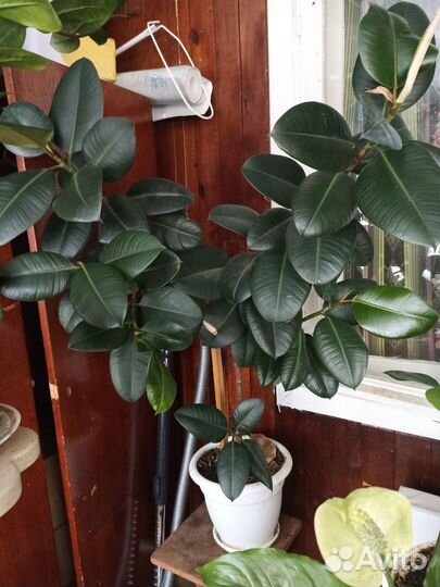 Комнатные цветы