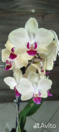 Орхидеи Карибская мечта