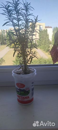 Розмарин в горшке