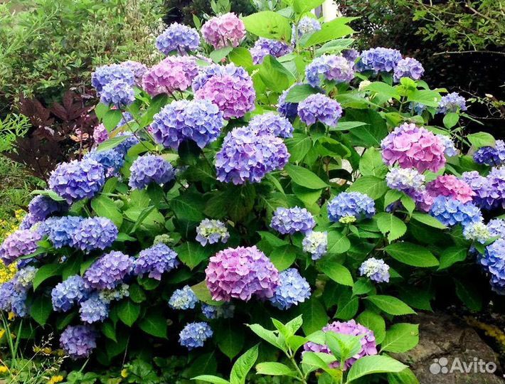 Гортензия бесконечное лето