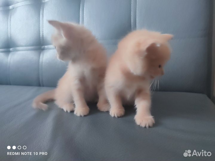Котята 1 месяц