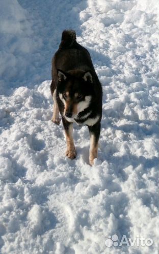 Сиба ину с документами РКФ