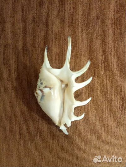 Ракушка продам или поменяюсь