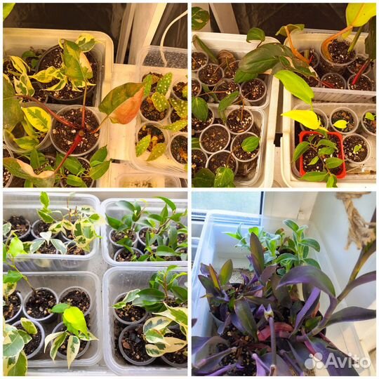 Комнатные цветы