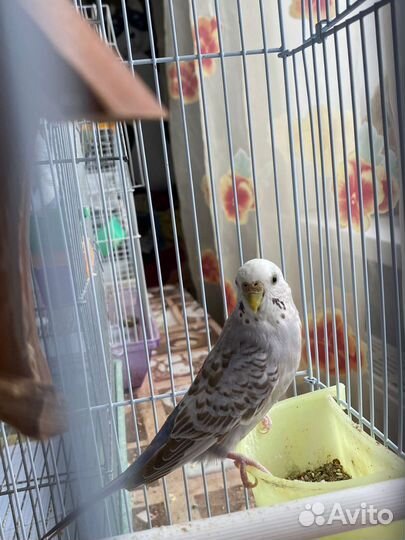 Волнистые попугаи