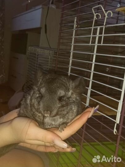Шиншилла