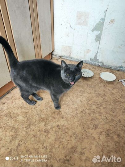 Кот марсиик