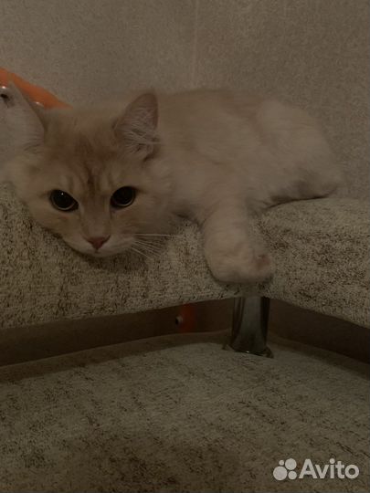 Кот в добрые руки