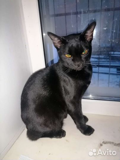 Кошка