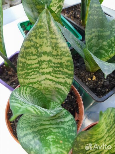 Сансевиерия