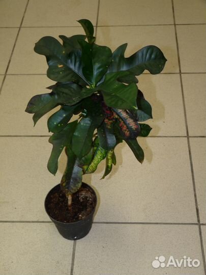 Кротоны сортовые