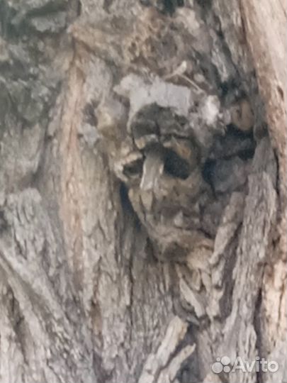 Для коллекционеров природного дара