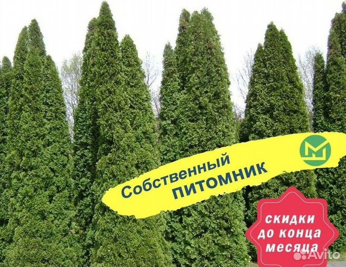 Туя