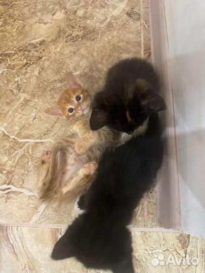 Котята отдам бесплатно