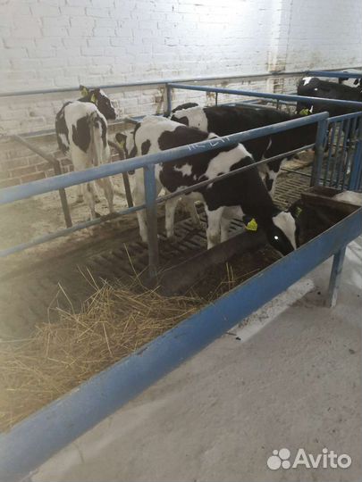 Телята. С собственной фермы