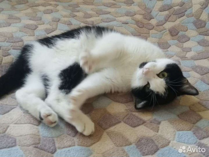 Котик Оскар