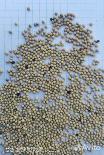 Горчица белая рс 1