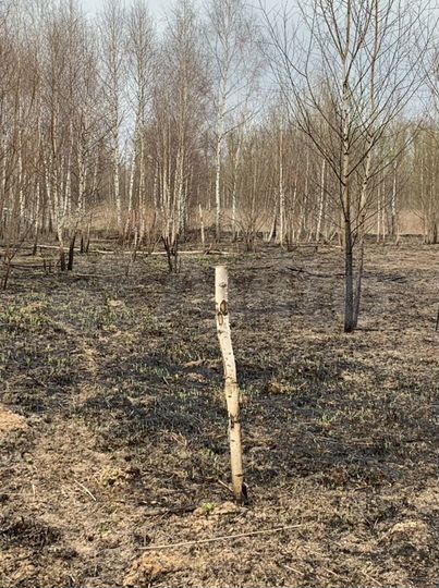 Участок 12 сот. (СНТ, ДНП)