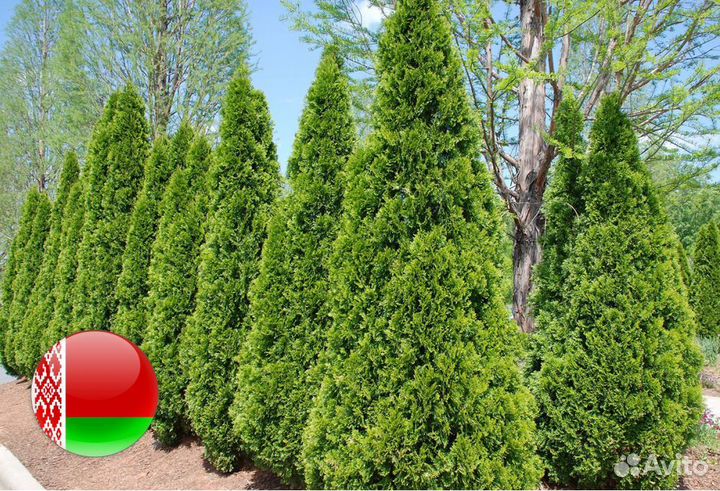 Туи крупномеры 5 м