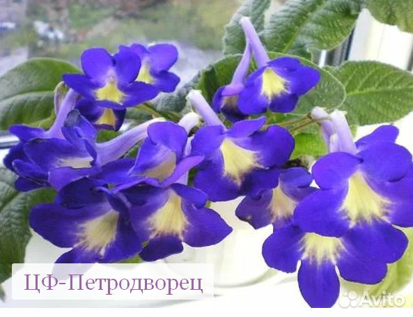 Детки и листики сортовых стрептокарпусов