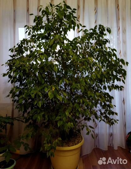 Фикус бенджамина