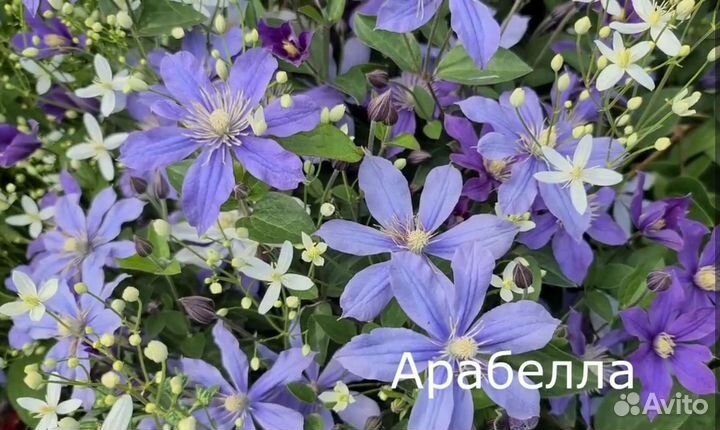 Клематис манчжурский Таежный снег