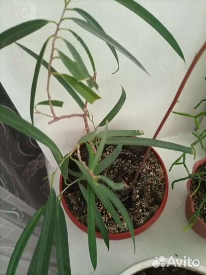 Пеларгония герань