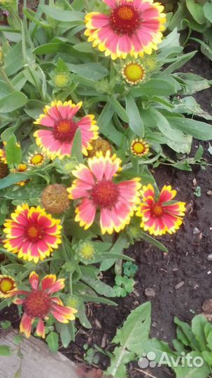 Гайлардии и другие многолетки