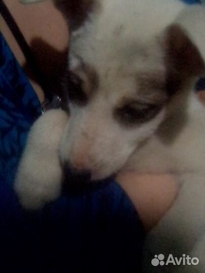 Щенки лайки