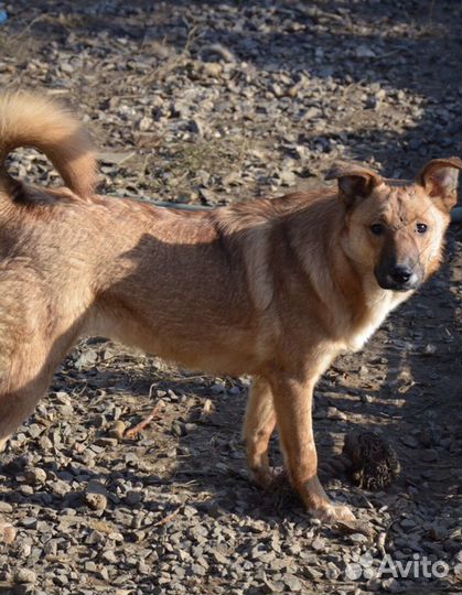 Зара, 1,5 года